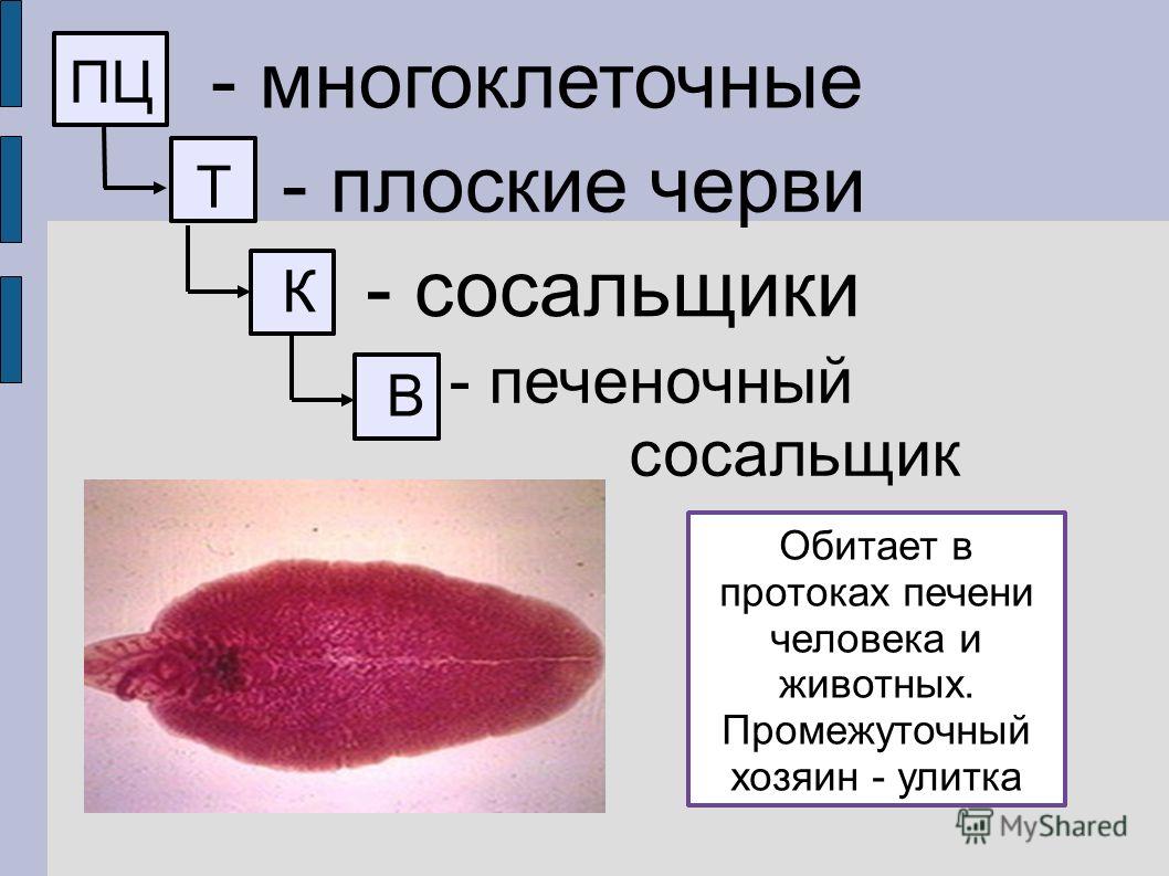 Сайт кракен закрыли